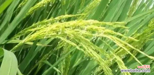 水稻吐水现象代表什么？水稻吐水是什么原因造成的？