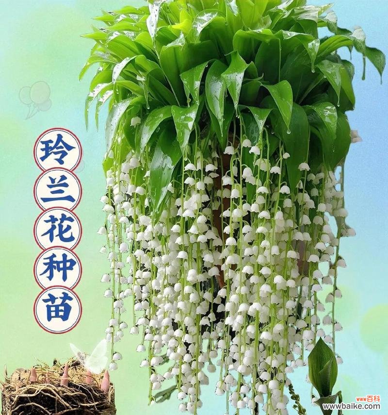 铃兰配百合的花语是什么？它们共同表达了什么？