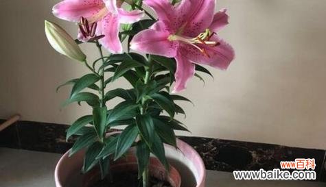 百合在网络用语中代表什么？百合的含义是什么？