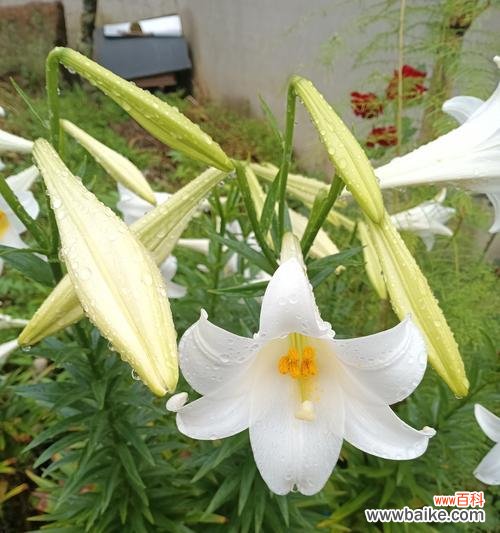 百合在网络用语中代表什么？百合的含义是什么？