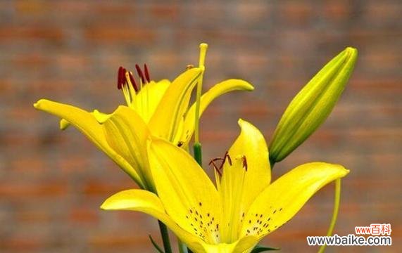 百合在网络用语中代表什么？百合的含义是什么？