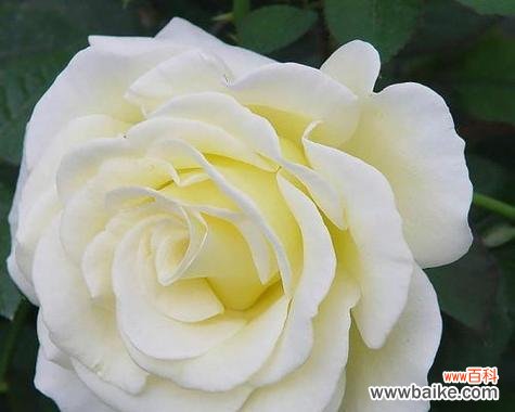 白玫瑰适合送给什么样的人？它有什么特别的含义吗？