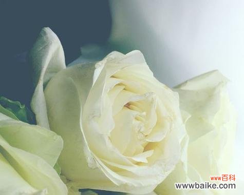 白玫瑰适合送给什么样的人？它有什么特别的含义吗？