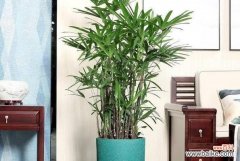 吹号盆栽代表了什么？