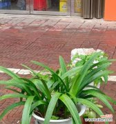 绿植寓意有哪些花卉和植物？花卉和植物的寓意是什么？