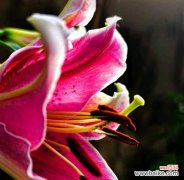 清晨闻到百合花香预示着什么？