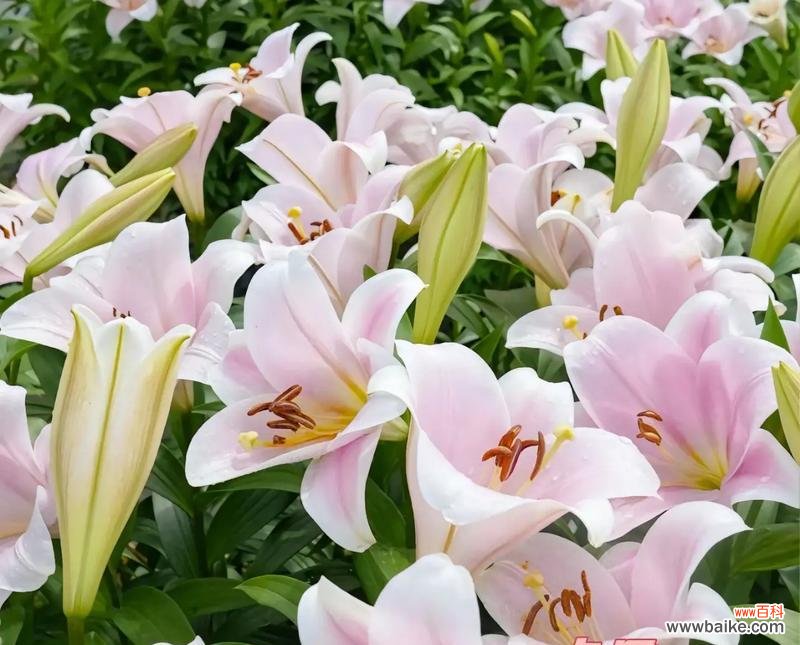 百合豚回答在网络用语中是什么意思？