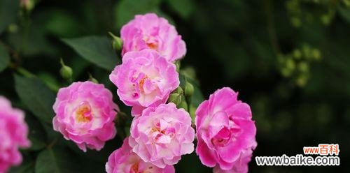 花语与传说，解读蔷薇的魅力 蔷薇花