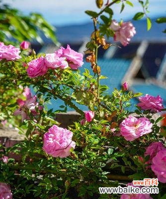 揭开蔷薇花背后的含义 蔷薇的寓意与象征