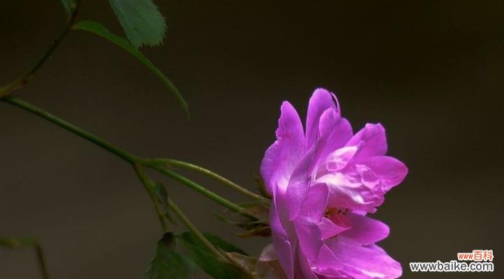 探索蔷薇花的花语之深度及意义 蔷薇花的花语之美