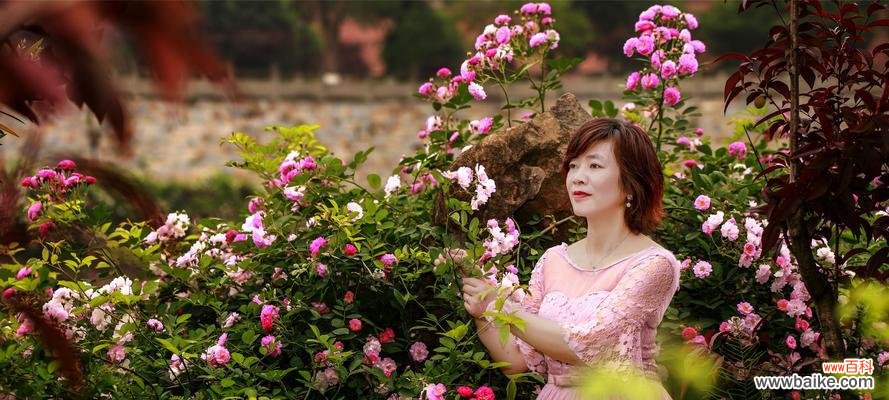 深入了解蔷薇花所传递的美好意涵 蔷薇花的花语与寓意