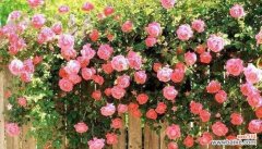 深入了解蔷薇花所传递的美好意涵 蔷薇花的花语与寓意