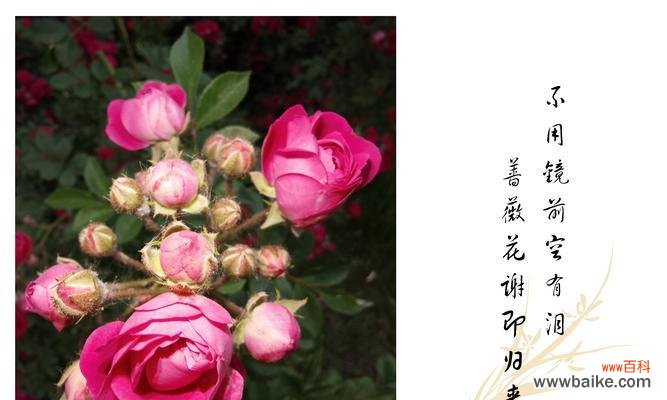 深入了解蔷薇花所传递的美好意涵 蔷薇花的花语与寓意