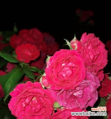 传递爱情与美丽的花朵 蔷薇花的花语与寓意