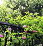 传递爱情与美丽的花朵 蔷薇花的花语与寓意