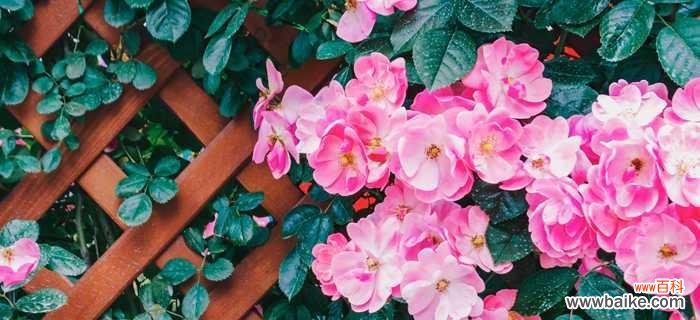 探寻蔷薇花的浪漫传说与文化内涵 蔷薇花