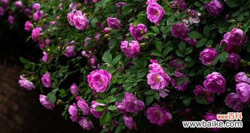 探寻蔷薇花的浪漫传说与文化内涵 蔷薇花