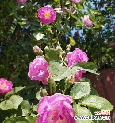 探寻蔷薇花的美丽与内涵 蔷薇花的寓意及象征意义