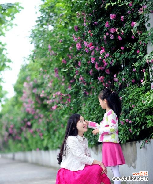 探寻蔷薇花的美丽与内涵 蔷薇花的寓意及象征意义