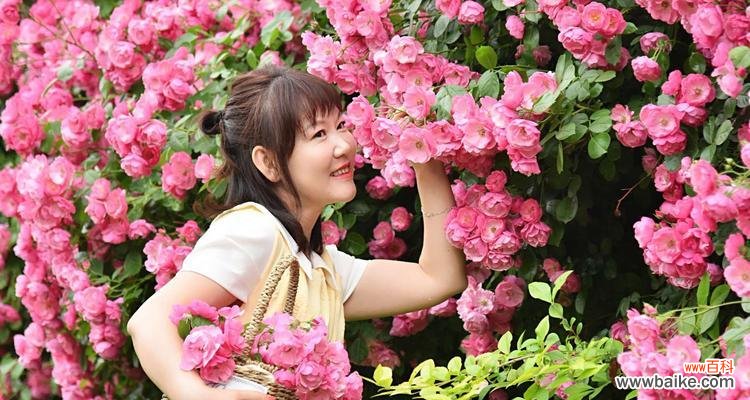 探索蔷薇花语的神秘世界 蔷薇花语的深刻含义