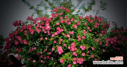 深入探索蔷薇花语的意义，赋予爱情以独特的韵味 蔷薇花语——爱情与美丽的象征