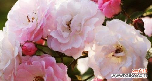 深入探索蔷薇花语的意义，赋予爱情以独特的韵味 蔷薇花语——爱情与美丽的象征