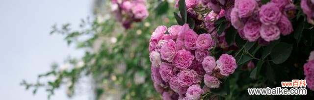 解读蔷薇花的象征意义，传达情感的最佳选择 蔷薇花的寓意与花语