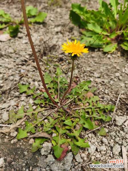 蒲公英叶子怎么吃,可以泡水吗