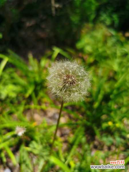 常喝蒲公英水有什么好处