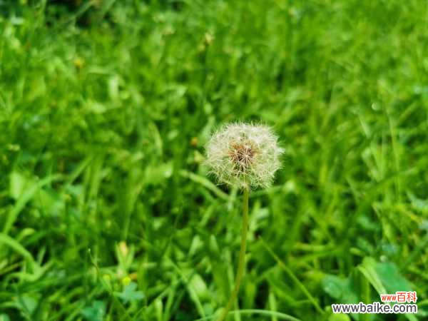 常喝蒲公英水有什么好处