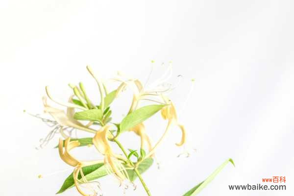 金银花叶子的功效与作用，叶子可以泡水喝吗