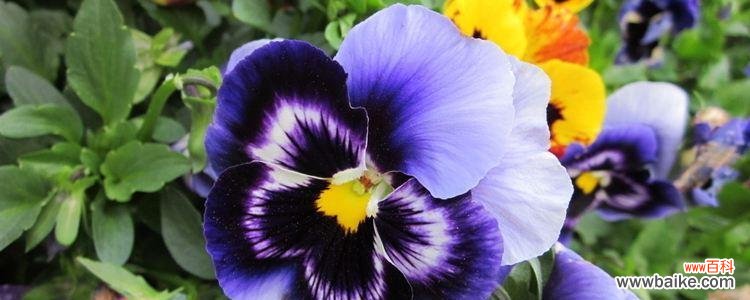 揭秘三色堇的花语及其美丽传说 三色堇花语与传说故事