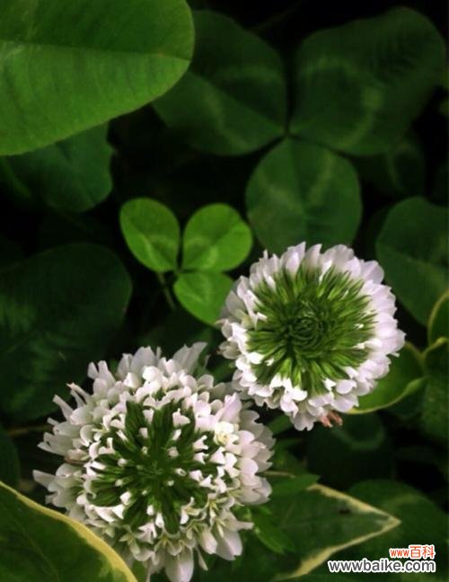 探索三叶草花语的神秘含义与传说 三叶草的花语