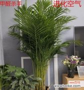 探究散尾葵在文化与自然中的重要角色 散尾葵的寓意与象征意义