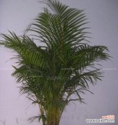 揭示散尾葵的风水禁忌与吉祥寓意 以散尾葵的寓意与风水探秘