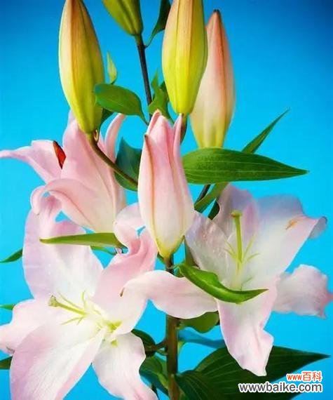 女的百合象征着什么？百合花在女性中的含义是什么？