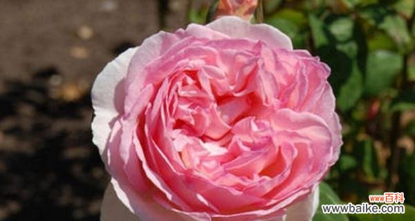 老黄送玫瑰花代表什么含义？粉色百合的美称又是什么意思？