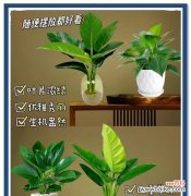 水培盆栽的定义是什么？如何正确养护水培植物？