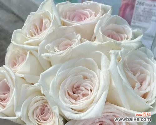 白荔枝玫瑰的花语和寓意是什么?它有什么特别之处?