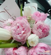 芍药与玫瑰花相比有何优势？“芍药比玫瑰花好”是什么意思？