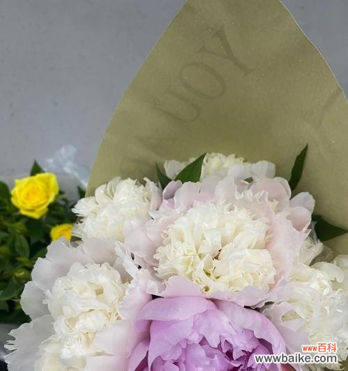 芍药与玫瑰花相比有何优势？“芍药比玫瑰花好”是什么意思？