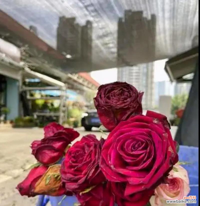 扔玫瑰花在隔壁代表什么？