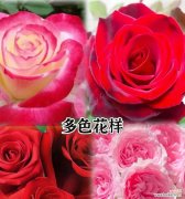 不同颜色玫瑰花的综合寓意是什么？