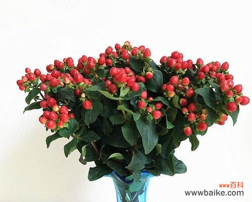 揭秘青柠的花语，传承文化之美 青柠花语的意义与传承