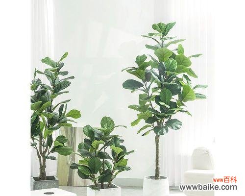 生命的坚韧与成长，人生的智慧与启示 以琴叶榕的寓意与人生的智慧