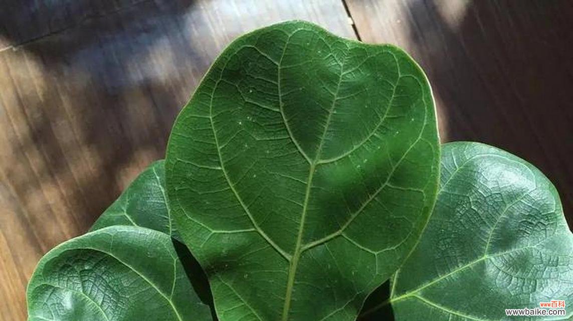 生命的坚韧与成长，人生的智慧与启示 以琴叶榕的寓意与人生的智慧