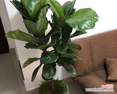 生命的坚韧与成长，人生的智慧与启示 以琴叶榕的寓意与人生的智慧