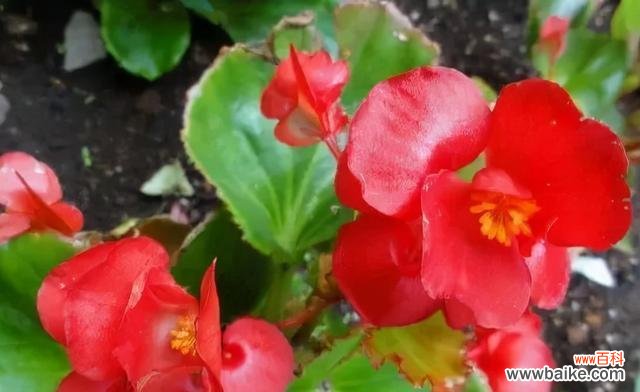 赏秋海棠，读懂自然之语 秋海棠之美