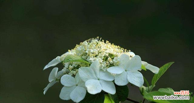 探寻花语中的情感与文化 以琼花花语的意义与传承