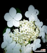 探寻花语中的情感与文化 以琼花花语的意义与传承